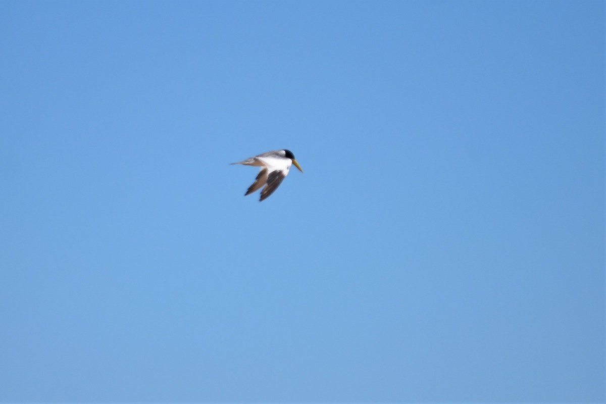 Large-billed Tern - ML620861266