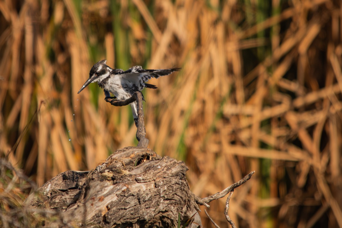 Pied Kingfisher - ML620861268