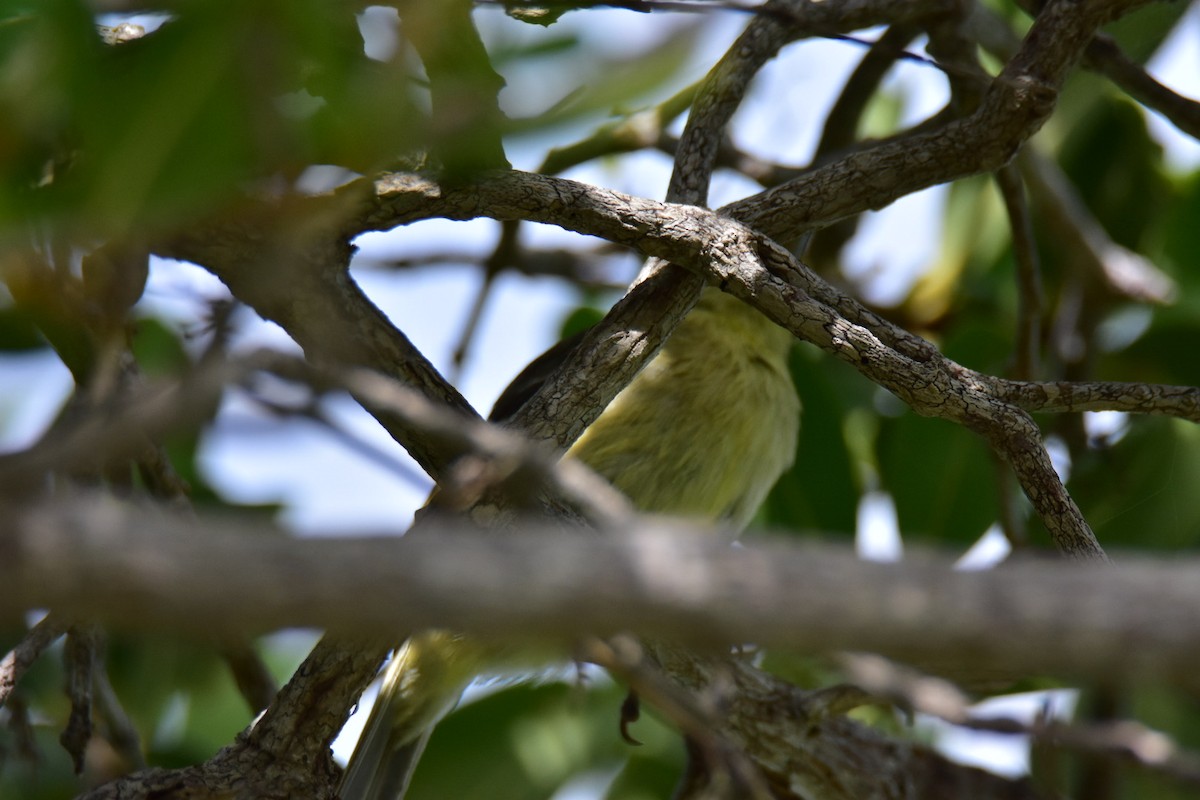 Thick-billed Vireo - Adrian Melck