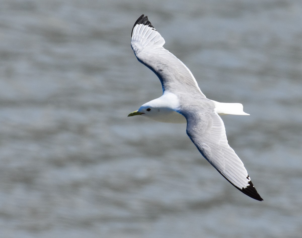 Black-legged Kittiwake - ML620861273