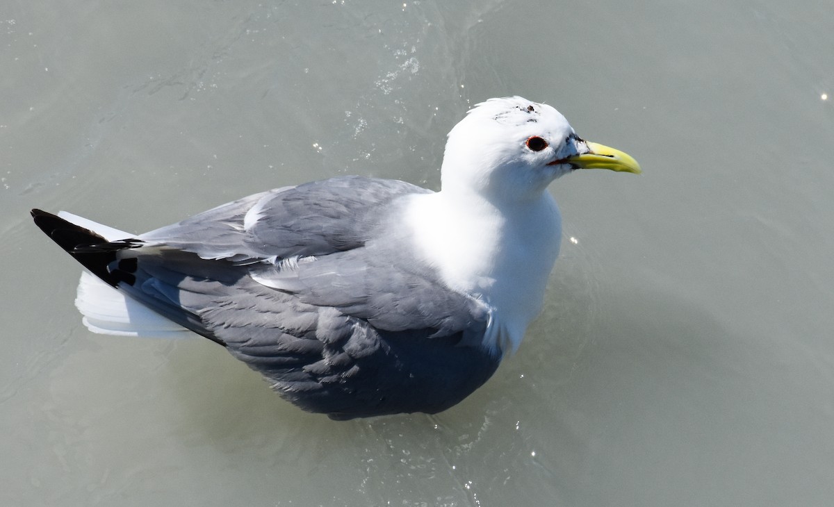 Black-legged Kittiwake - ML620861275