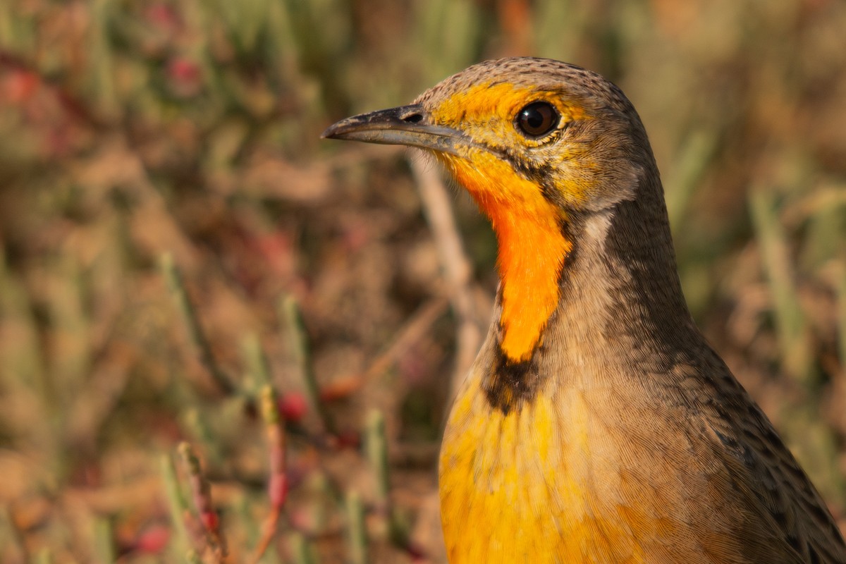 Orange-throated Longclaw - ML620861276