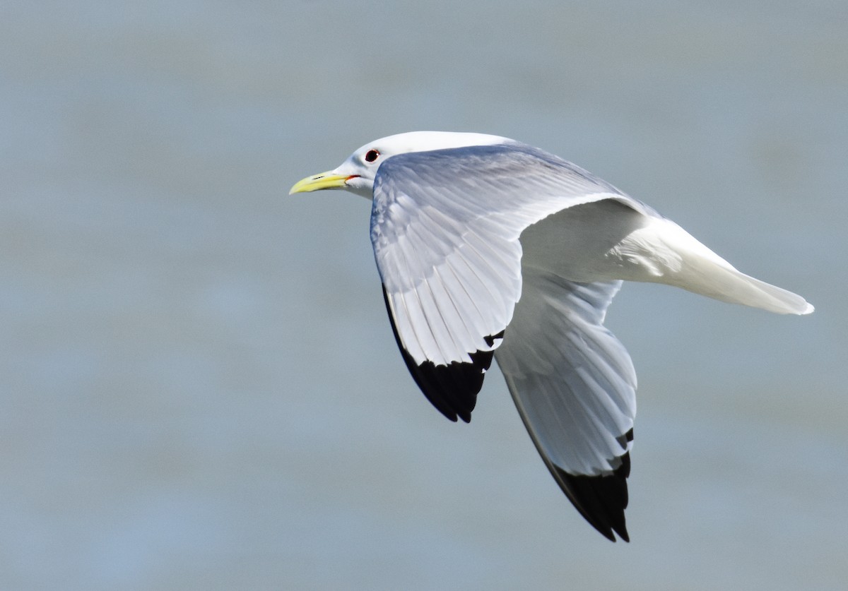 Black-legged Kittiwake - ML620861277