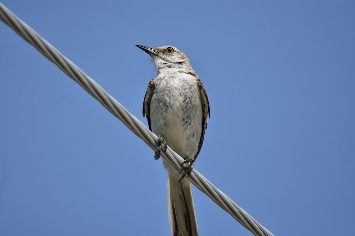 Northern Mockingbird - ML620861279