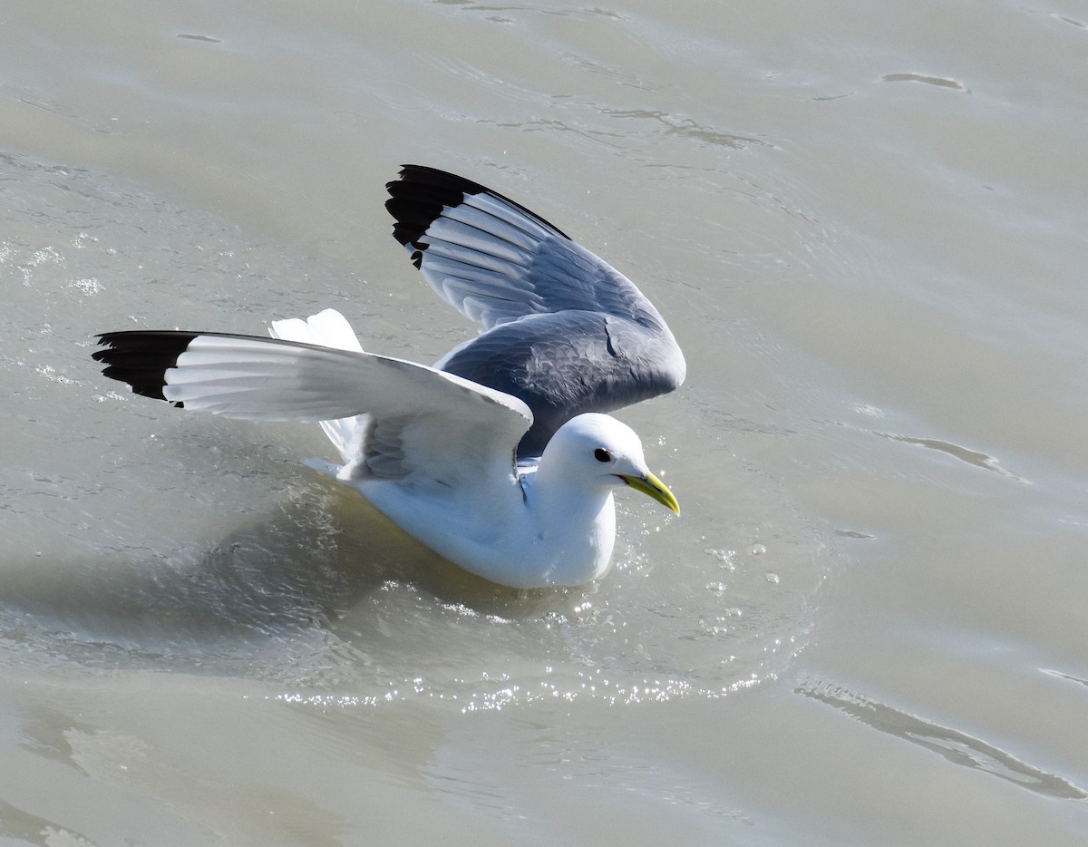 Black-legged Kittiwake - ML620861281