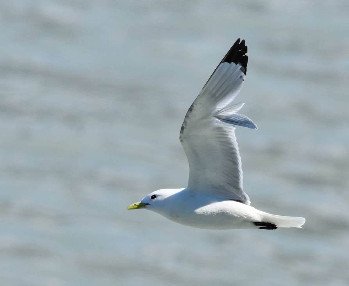 Black-legged Kittiwake - John Lynch