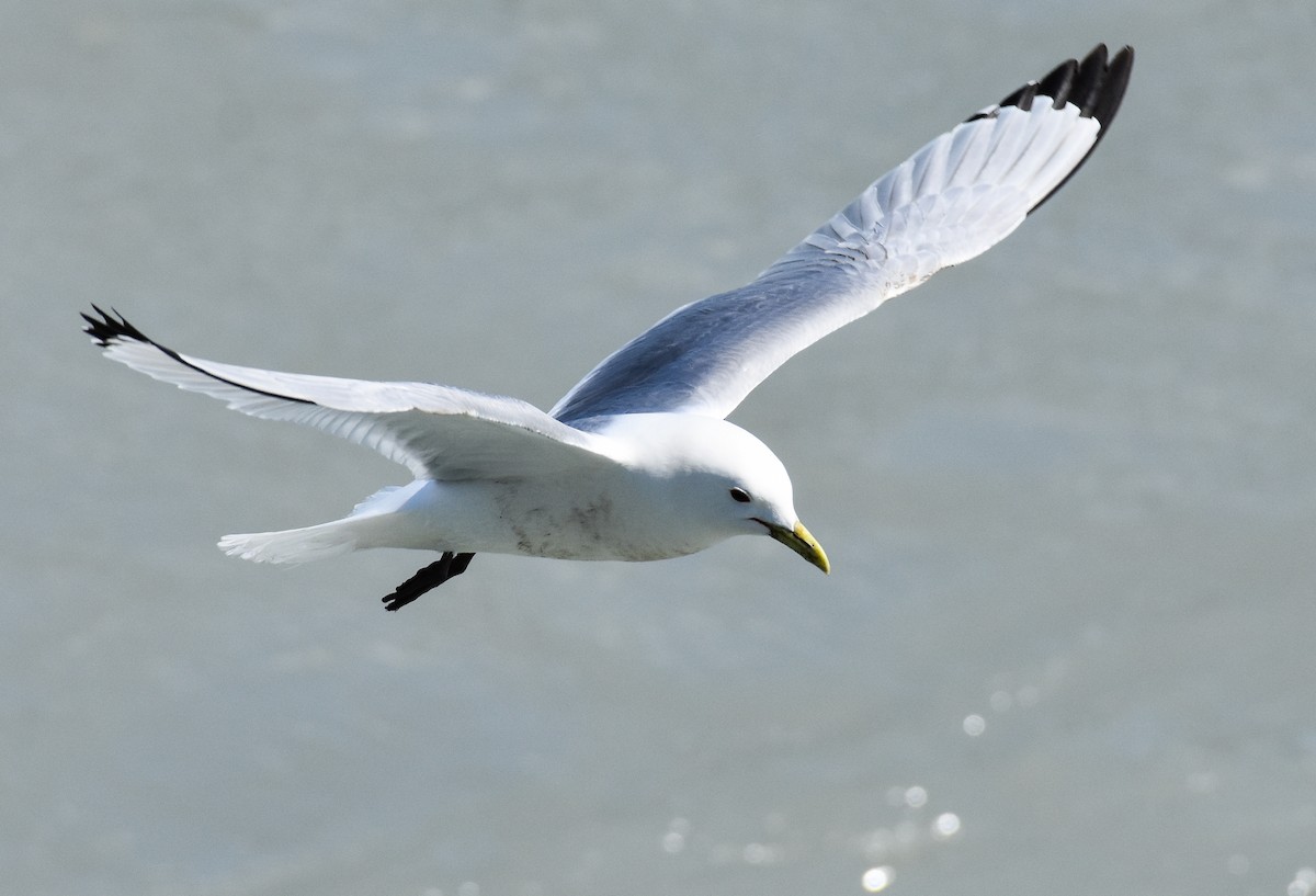 Black-legged Kittiwake - ML620861283