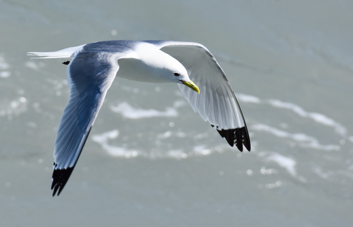 Black-legged Kittiwake - ML620861284