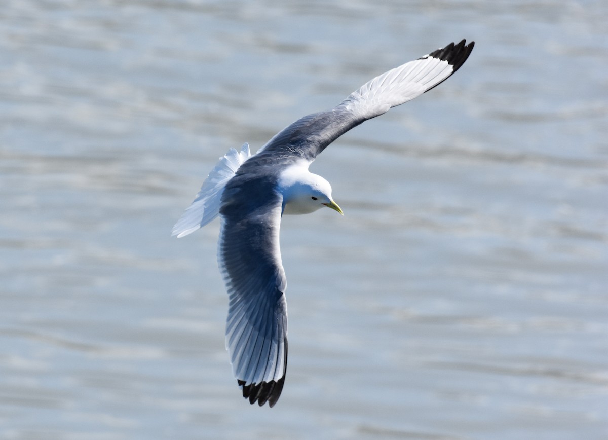 Black-legged Kittiwake - ML620861286