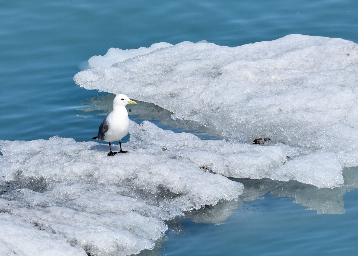 Black-legged Kittiwake - ML620861288