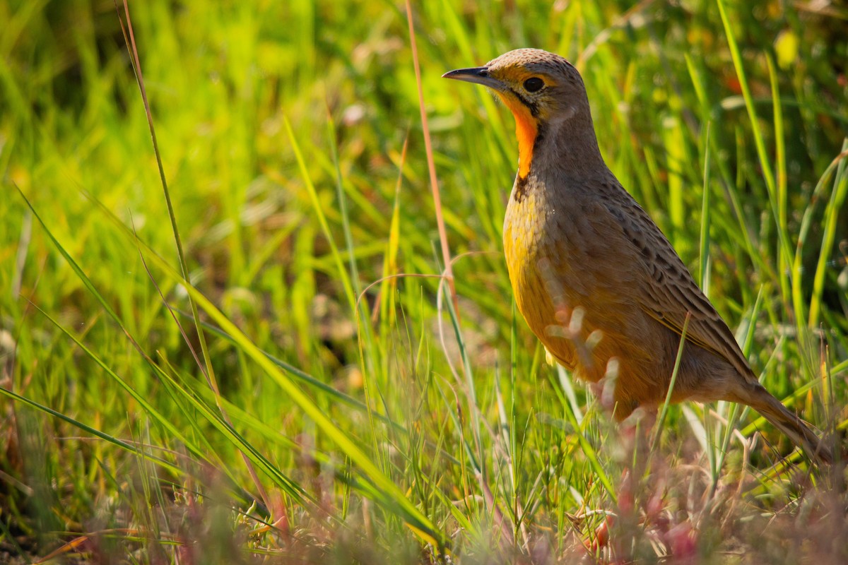 Orange-throated Longclaw - ML620861290