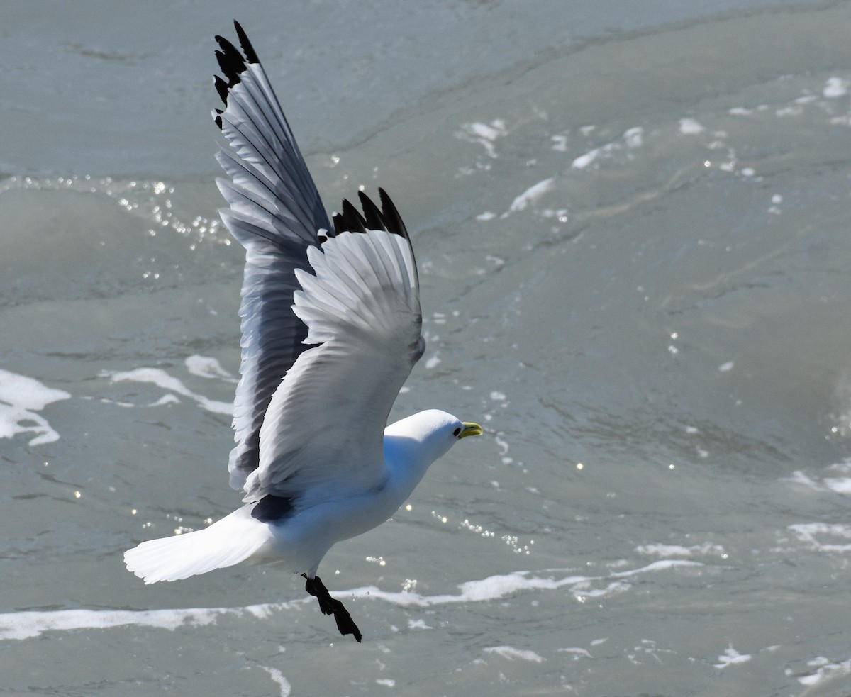 Black-legged Kittiwake - ML620861291