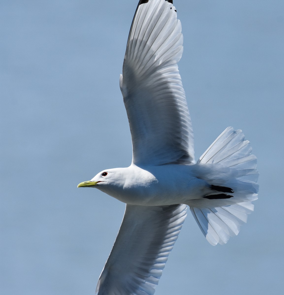 Black-legged Kittiwake - ML620861292