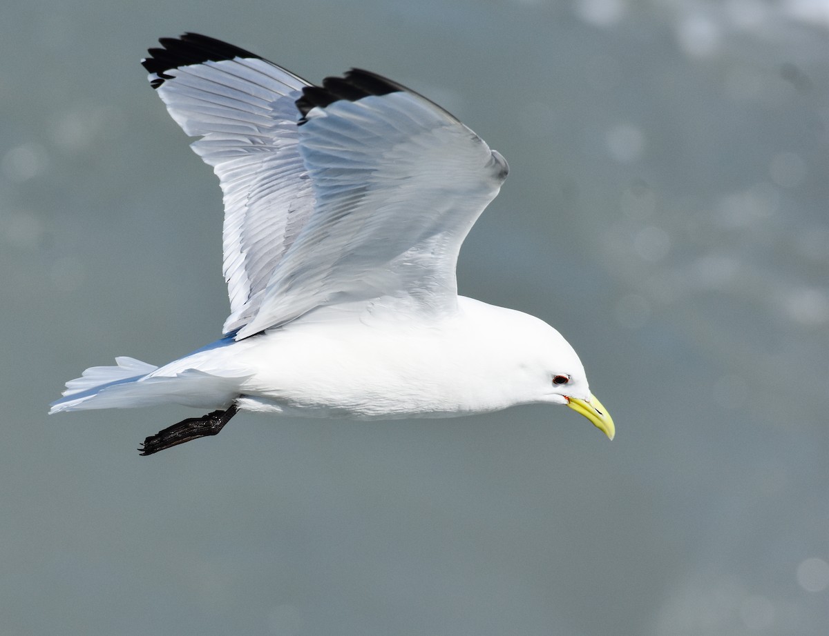 Black-legged Kittiwake - John Lynch