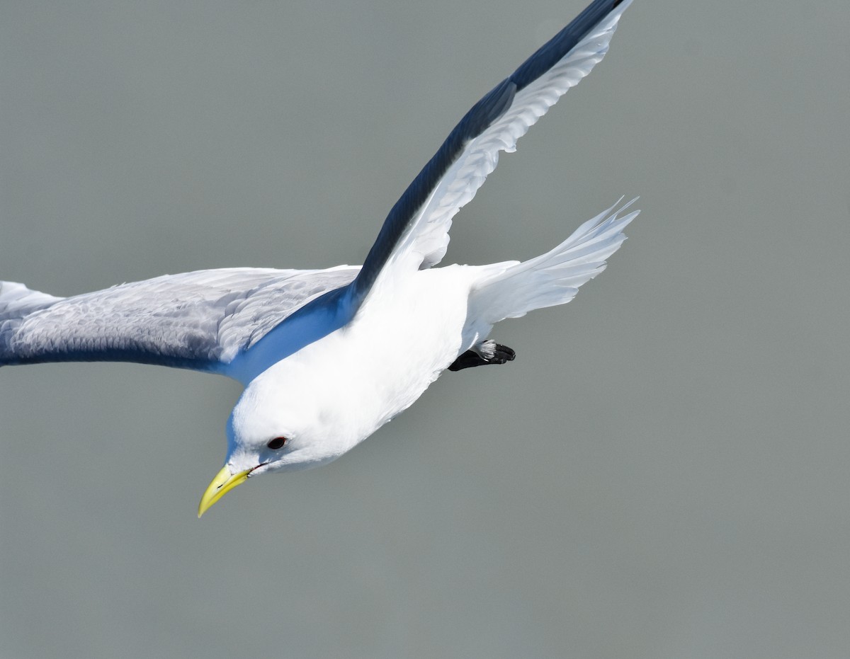 Black-legged Kittiwake - ML620861295