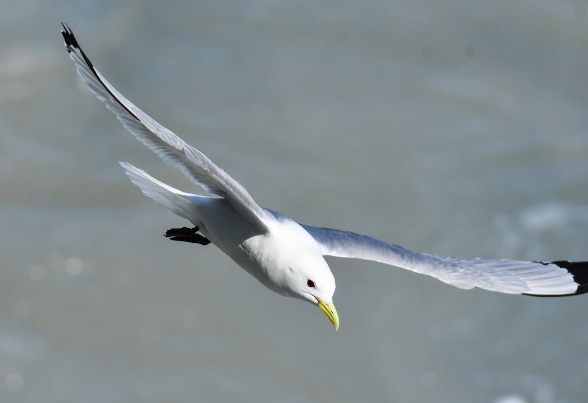 Black-legged Kittiwake - ML620861297