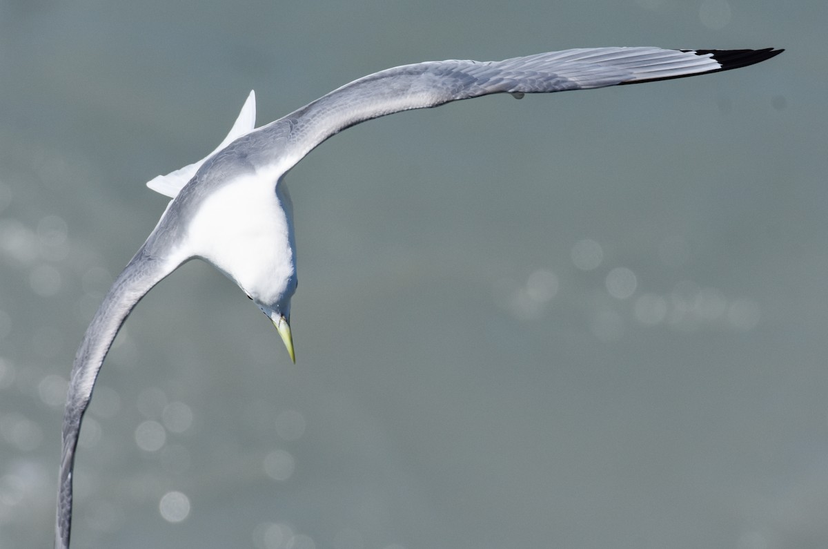 Black-legged Kittiwake - John Lynch