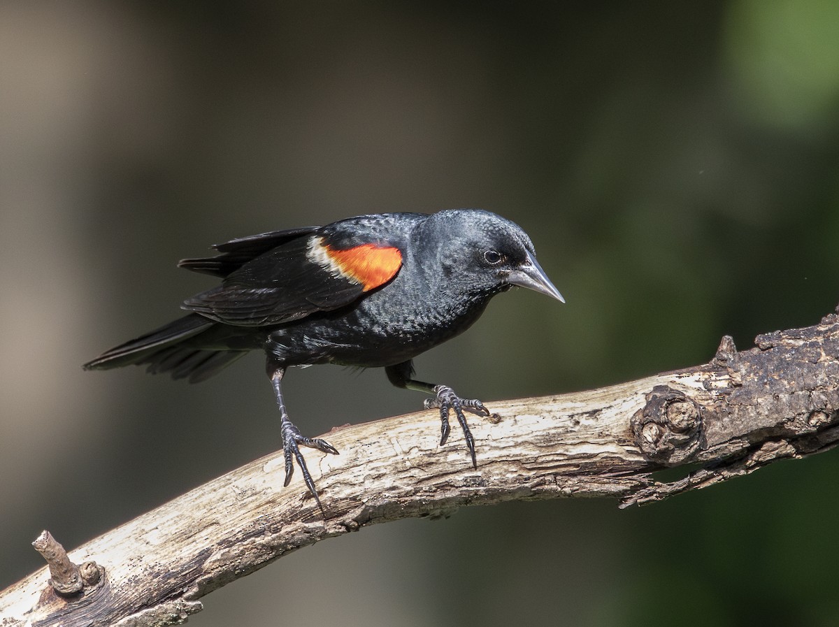 Red-winged Blackbird - ML620861304