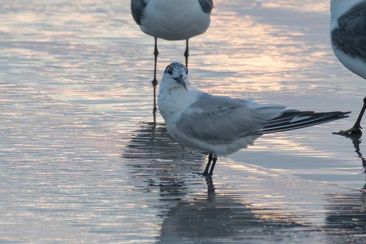 Sandwich Tern - ML620861315