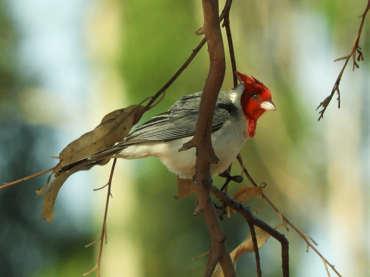 Red-crested Cardinal - ML620861326