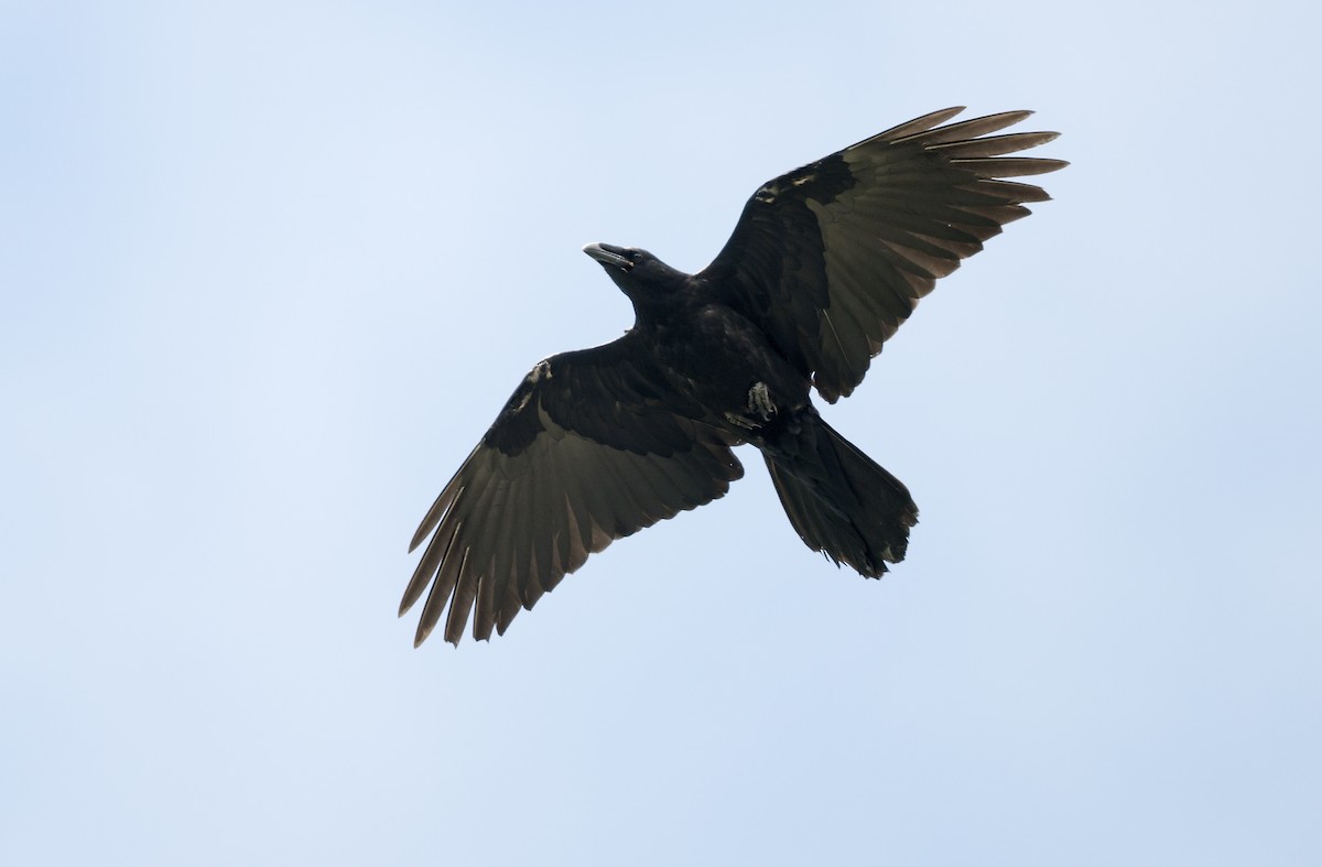 Common Raven - ML620861333