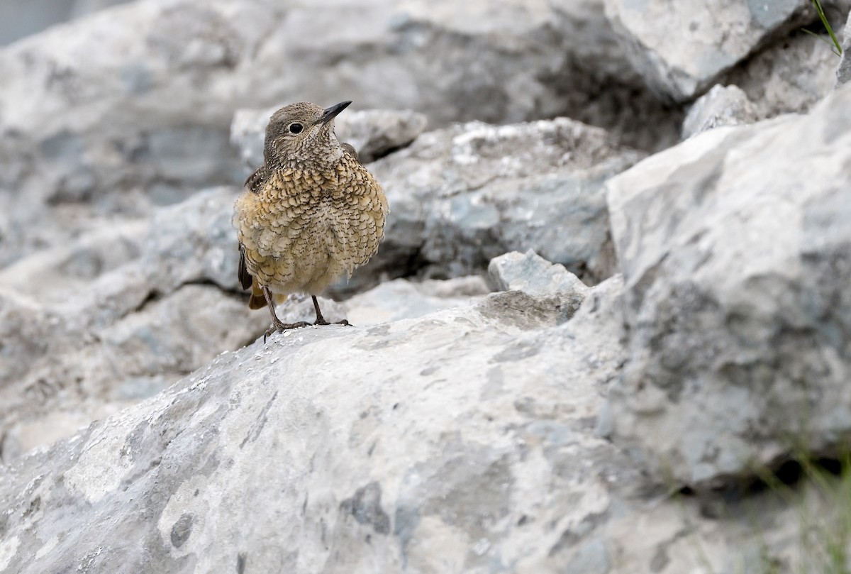 Rufous-tailed Rock-Thrush - ML620861347