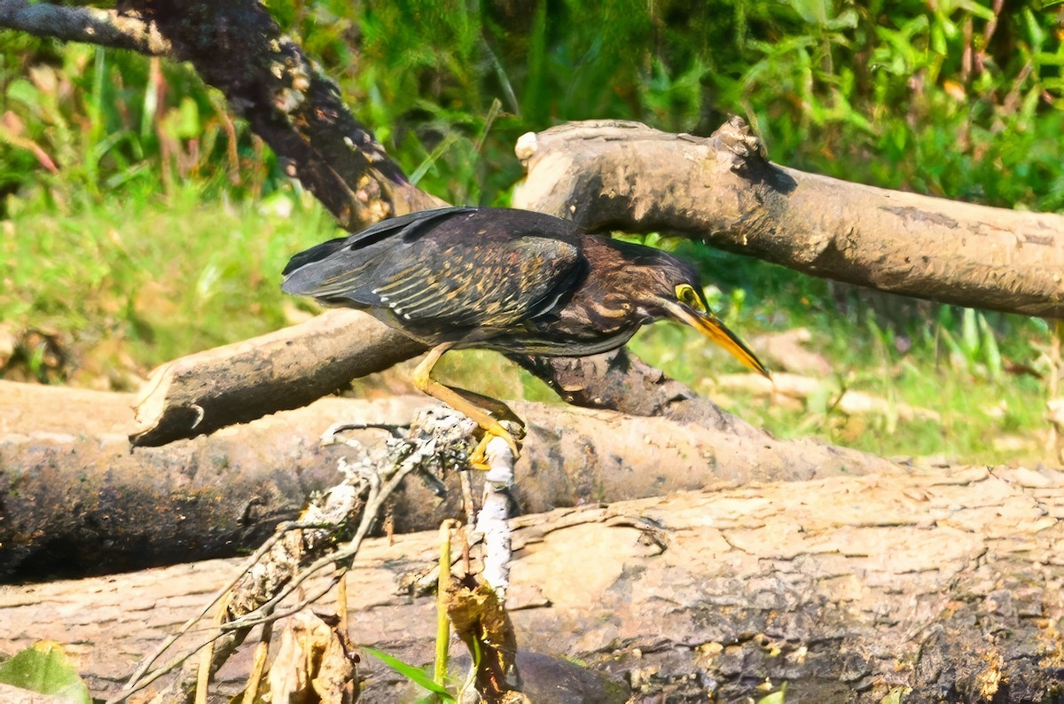 Green Heron - ML620861354