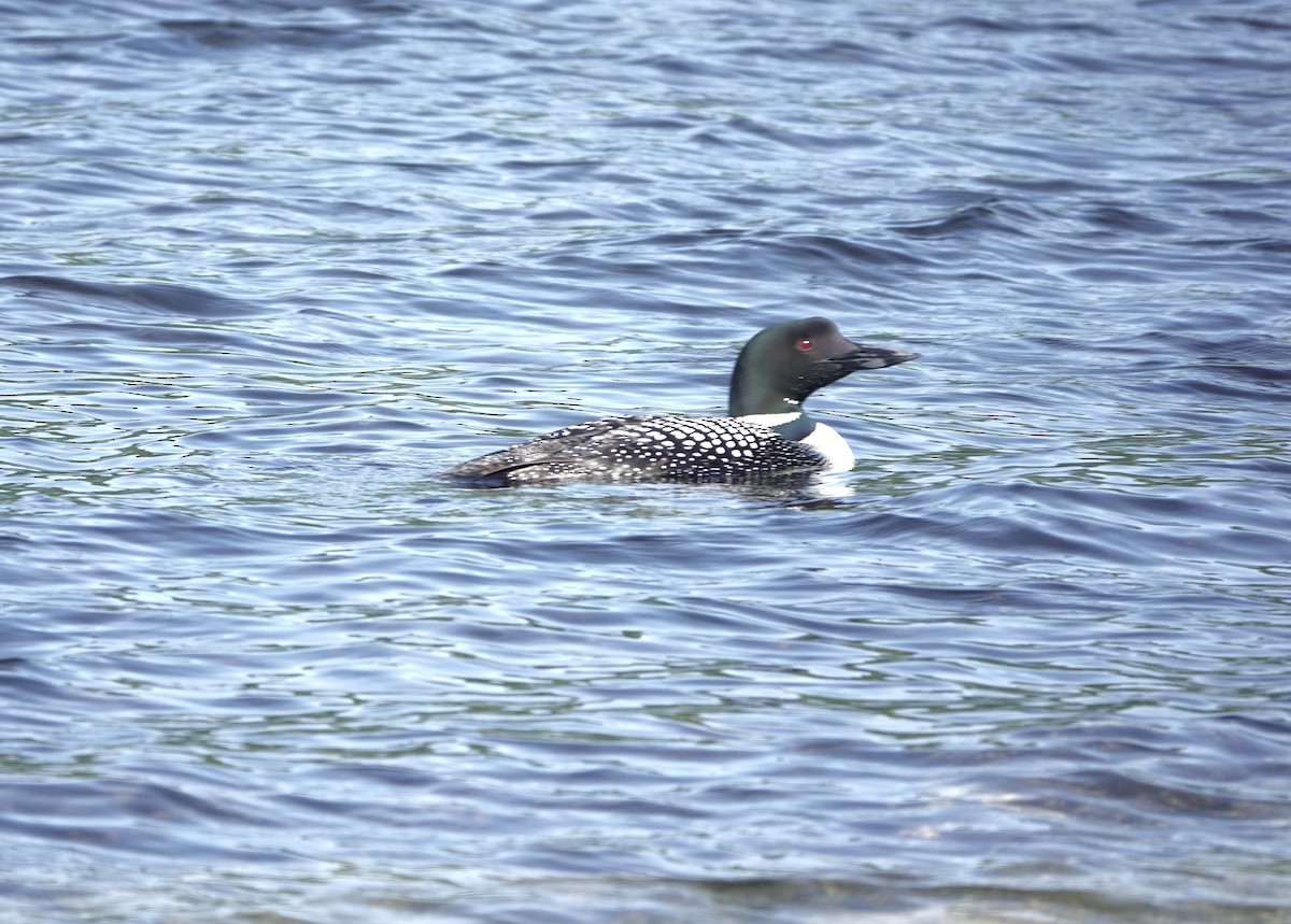 Plongeon huard - ML620861367