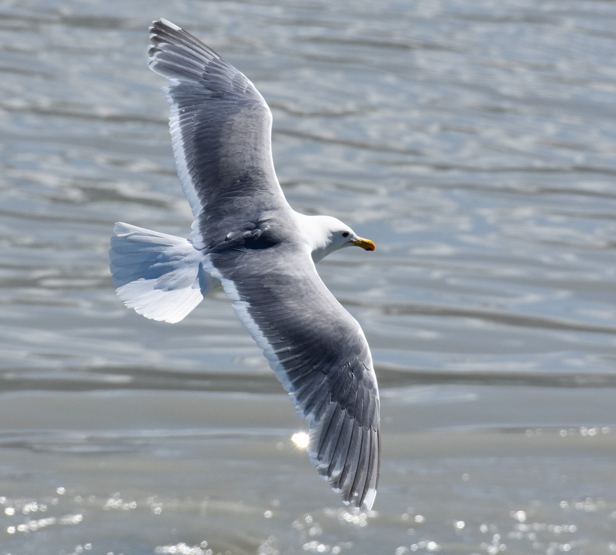 Glaucous-winged Gull - ML620861369