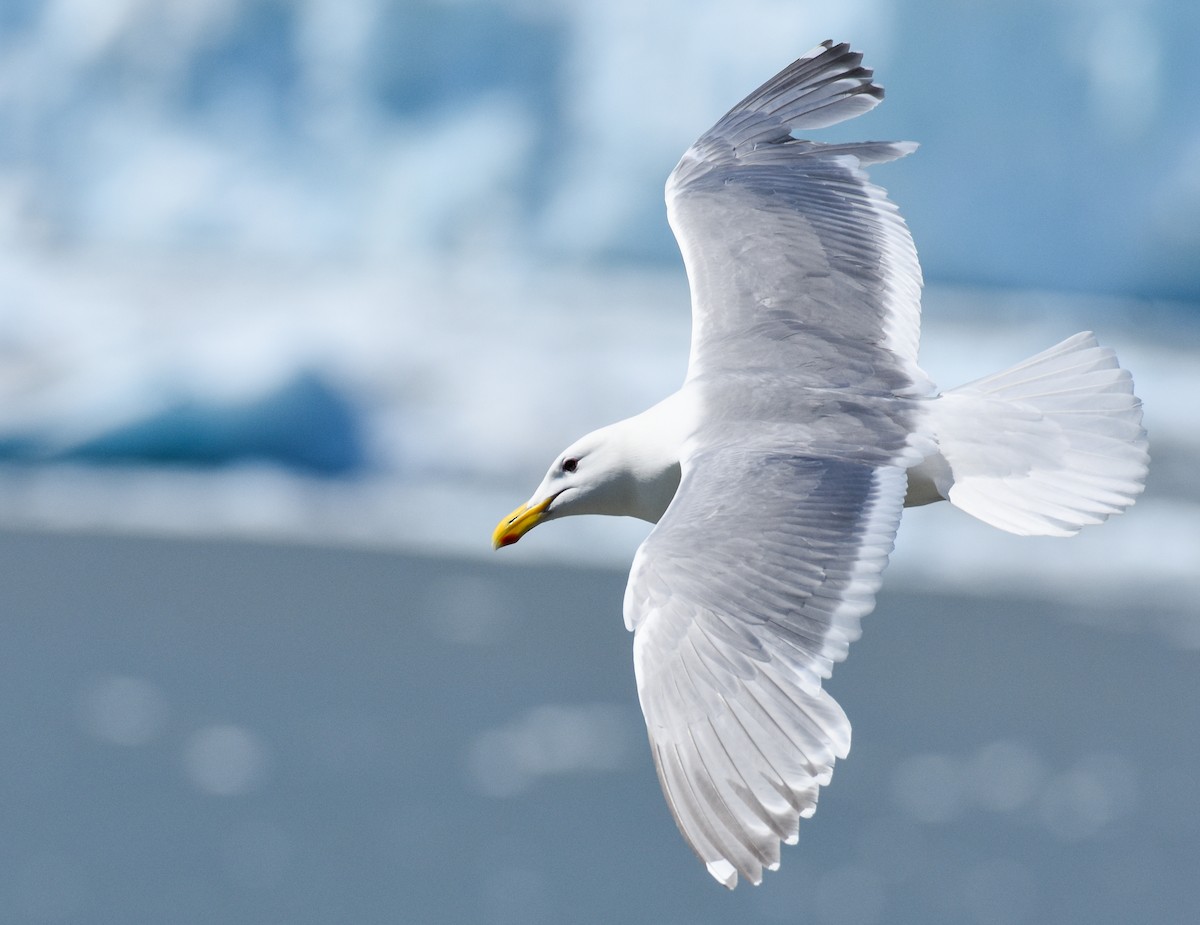 Glaucous-winged Gull - ML620861370