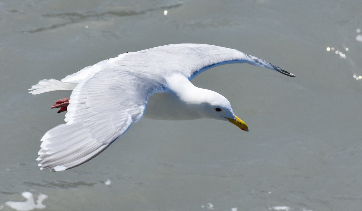 Gaviota de Bering - ML620861371