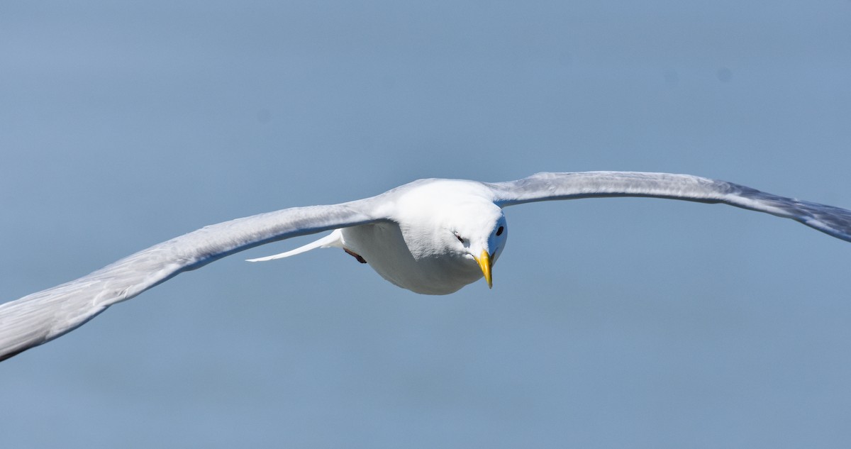 Gaviota de Bering - ML620861373