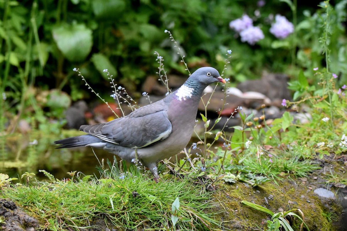 Common Wood-Pigeon - ML620861394