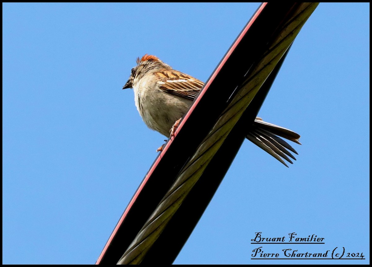 Chipping Sparrow - ML620861400