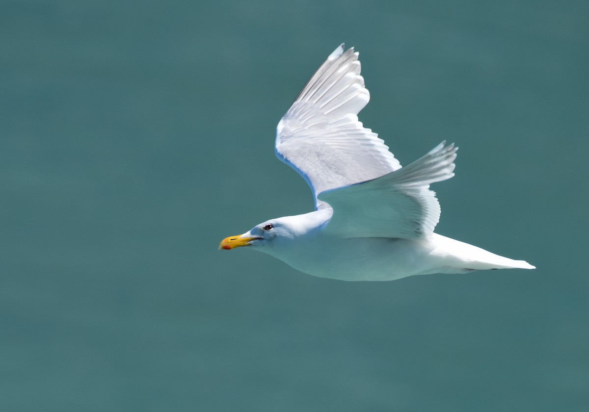 Glaucous-winged Gull - John Lynch