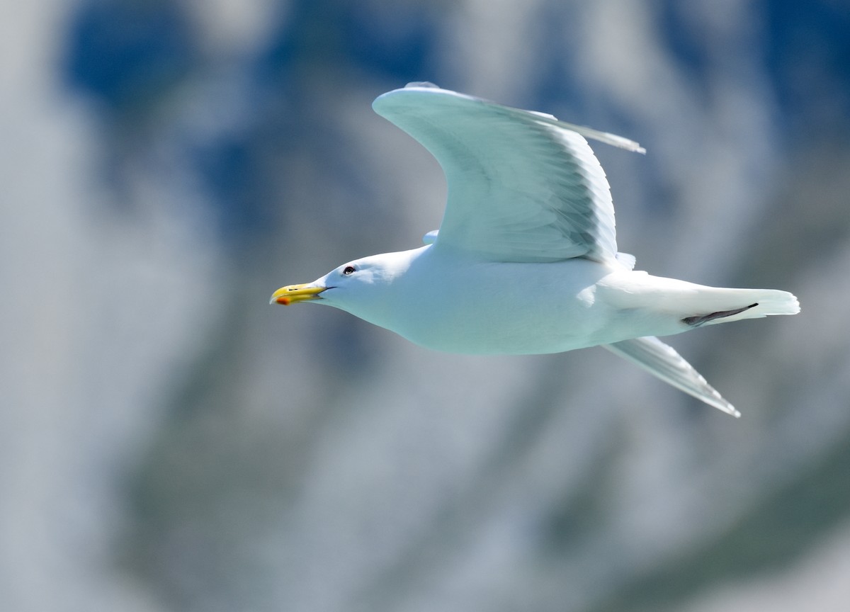 Glaucous-winged Gull - ML620861409