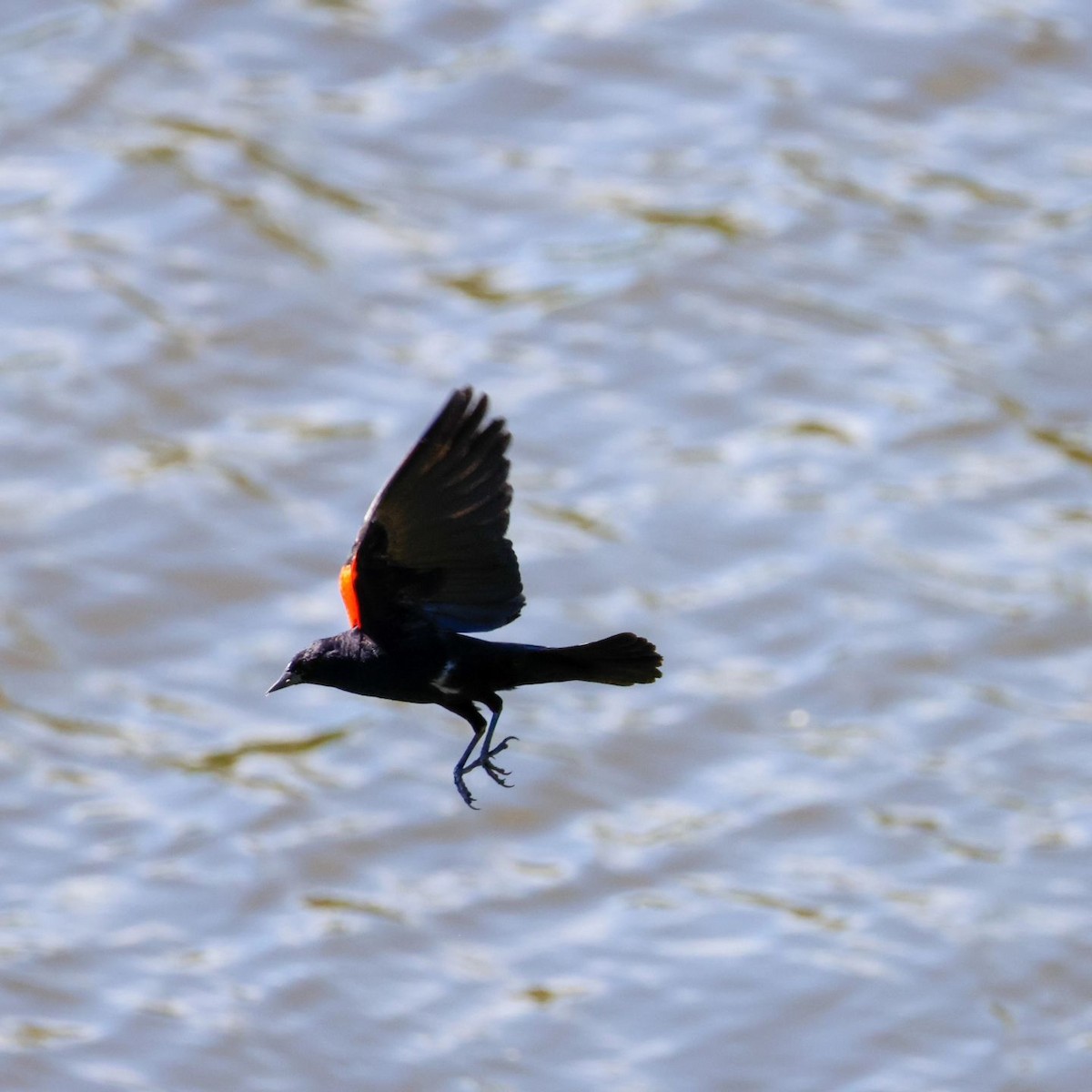 Red-winged Blackbird - ML620861418