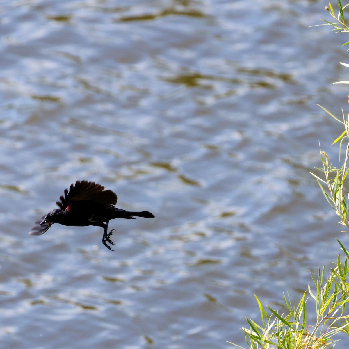 Red-winged Blackbird - ML620861419