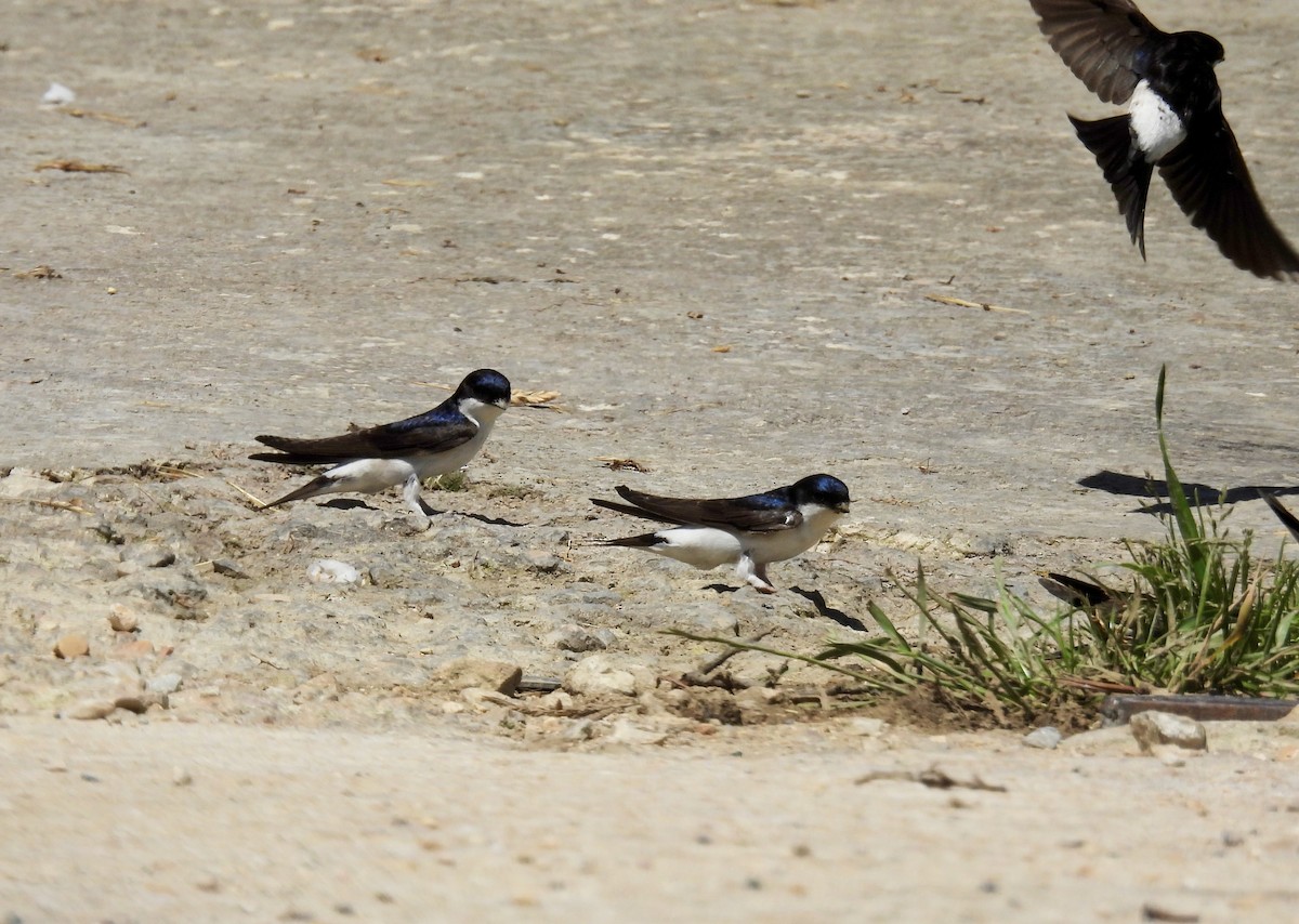 Western House-Martin - ML620861433