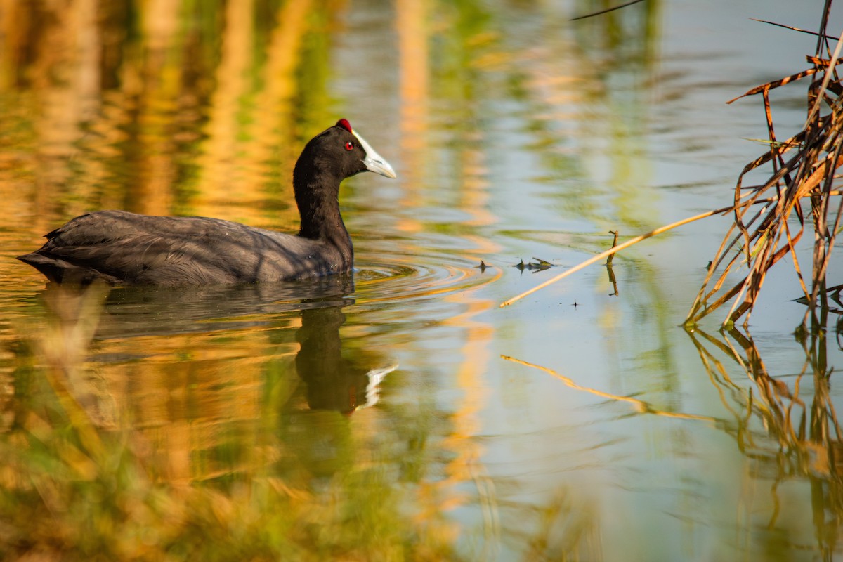 Red-knobbed Coot - ML620861435