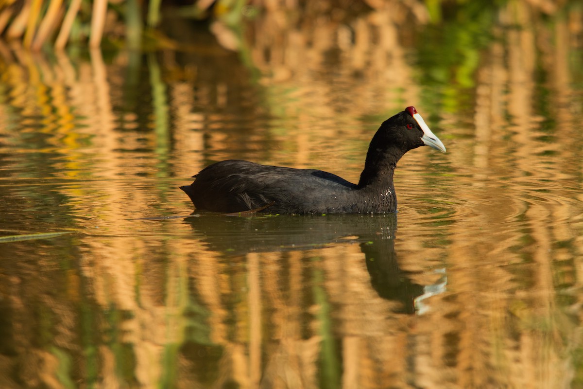 Red-knobbed Coot - ML620861436