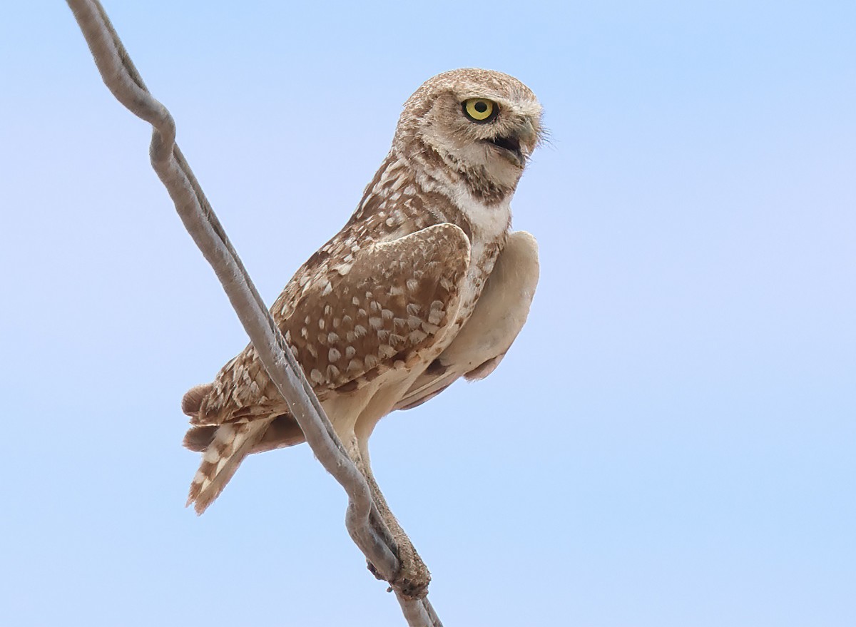 Burrowing Owl - ML620861441
