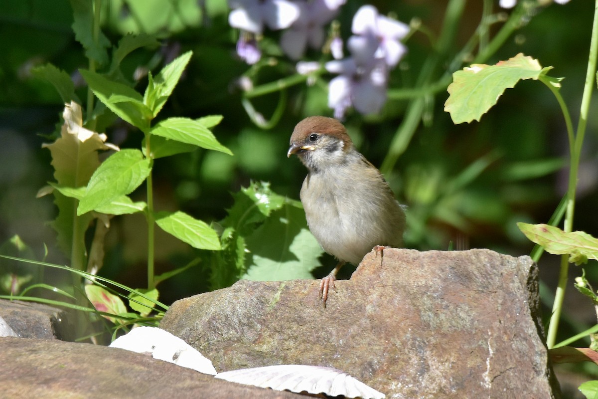 Eurasian Tree Sparrow - ML620861444