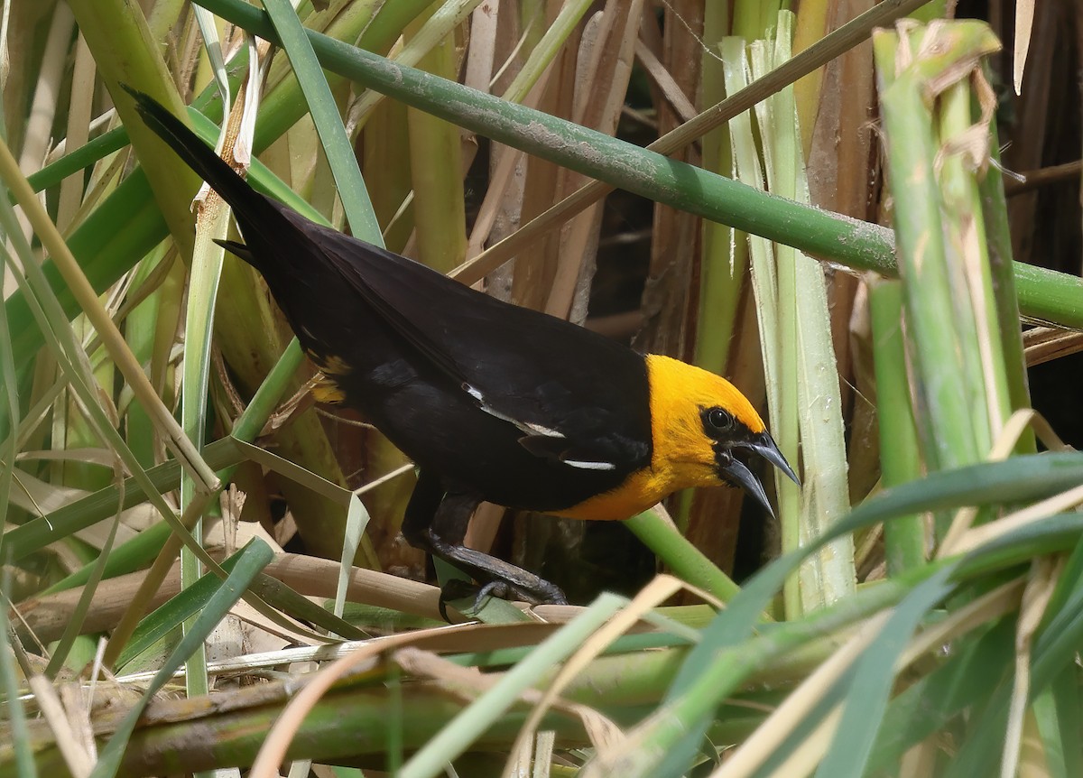 Yellow-headed Blackbird - ML620861458
