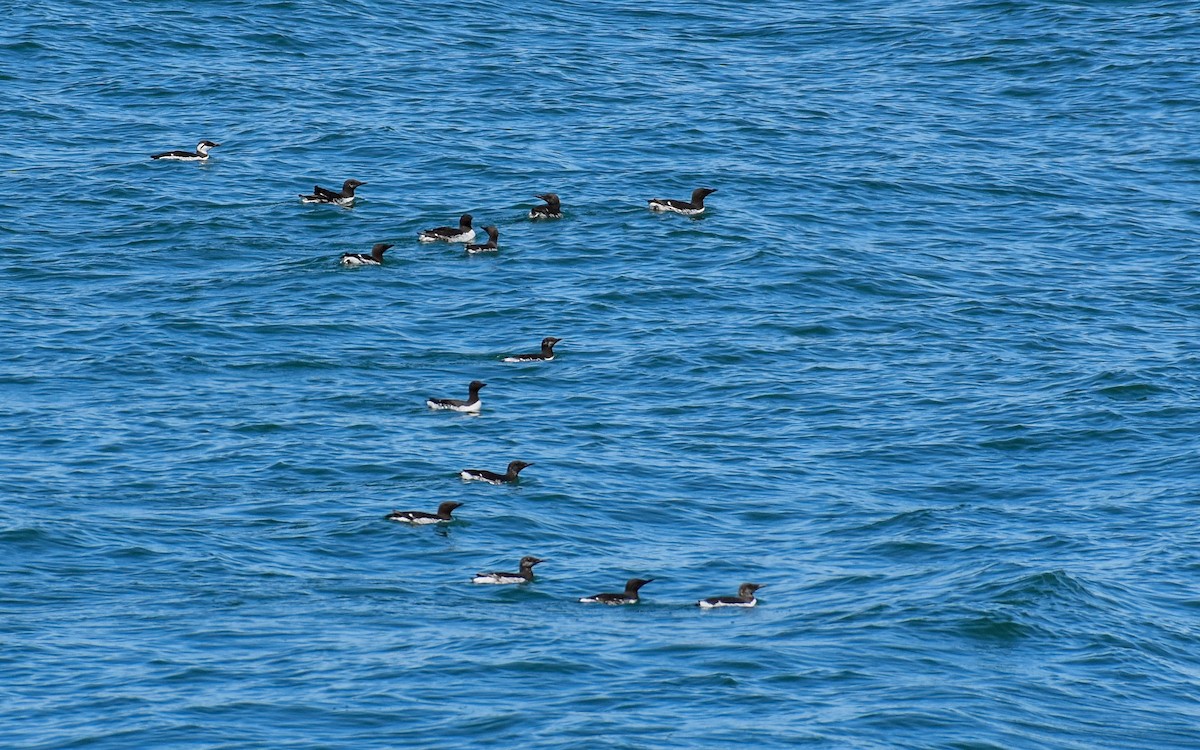 Common Murre - ML620861459