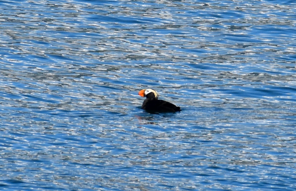 Tufted Puffin - ML620861474