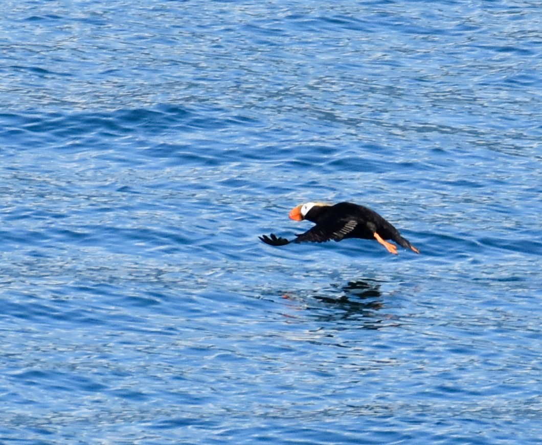 Tufted Puffin - ML620861475