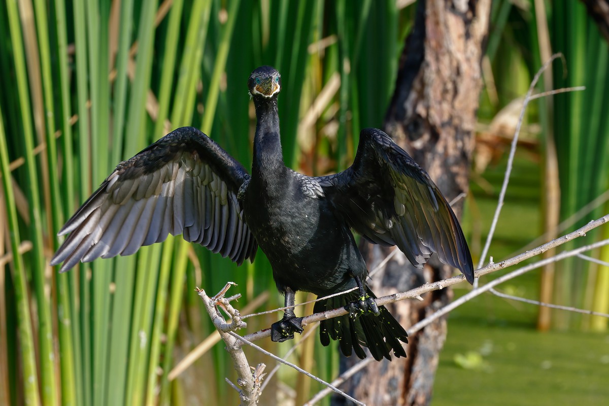 Neotropic Cormorant - ML620861476