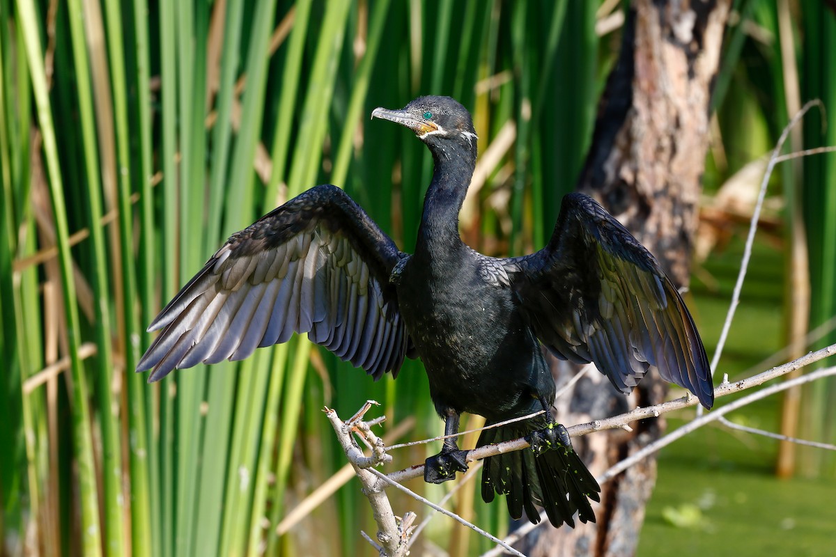 Neotropic Cormorant - ML620861477