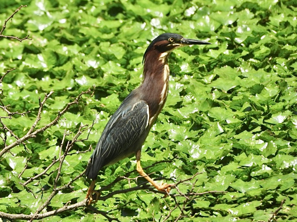 Green Heron - ML620861484